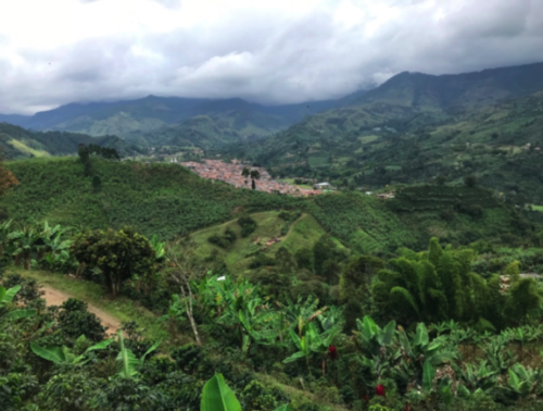Foto de Cultivo de café colombia
