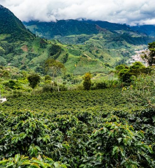 27. Coffee Route Green Pedal Tours